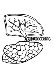 Read the definitions of the human organs below. Coloring Page Lungs Img 9488 Lunges Coloring Pages Color