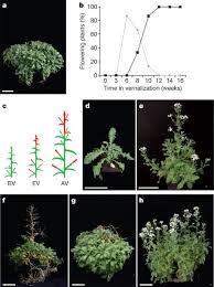Image result for Peponium sp. A