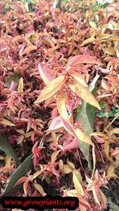 Image result for Acalypha allenii