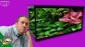 Live flowering freshwater aquarium plants. Top 5 Beginner Aquarium Plants Youtube
