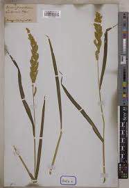 Image result for Echinochloa colona