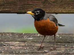 How to get rid of raccoons pooping on your deck. How To Effectively Clean Bird Poop Off Of Your Deck Wigglywisdom Com