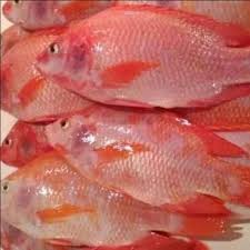 Dagingnya lebih tebal, lembut, dan sangat lezat. Ikan Nila Merah Harga Terbaru April 2021 Blibli