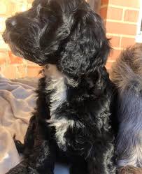 Cockapoo prices fluctuate based on many factors including where you live or how far you are willing to travel. F1 Cockapoo Puppy For Sale Black White In Darlington Dogsandpuppies Co Uk