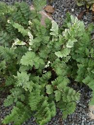 Image result for Cheilanthes