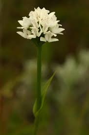 Image result for Brownleea