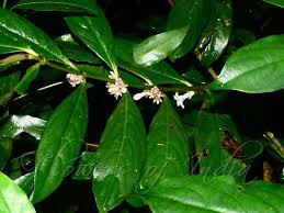 Image result for Lasianthus