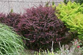 Rose Glow Japanese Barberry Berberis Thunbergii Rose Glow At Wasson Nursery Japanese Barberry Conifers Garden Plants