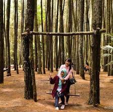 Iaitu bandar baharu, kulim, baling, kuala muda, sik, yan, pendang, kota setar, pokok sena, padang terap. Dekat Kulim Kedah Ada Pine Forest Siakap Keli Press Facebook