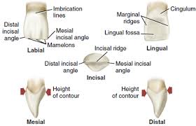 Image result for Tooth Anatomy