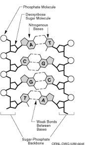 Replication paintings search result at paintingvalley com. Http Msphillipsbhs Weebly Com Uploads 1 8 0 7 18079041 Dna Replication Wksht 2015 Pdf