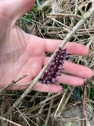 Image result for Achyrospermum carvalhoi