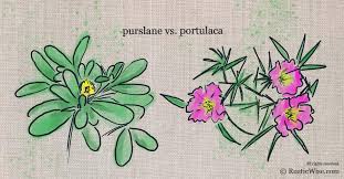 This plant is a nuisance in landscapes, gardens and agricultural fields. Plant Comparison Purslane Vs Portulaca Rusticwise