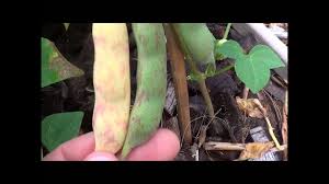 Everything you need to know about growing bush beans. Growing And Harvesting Pinto Beans Growing Pinto Beans Youtube