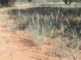 Image result for Schmidtia kalahariensis