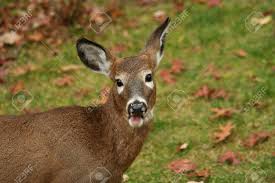 Kgfw is proud of its locally produced programs like breakfast flakes with andy, liz, dave, dallas and reido; A White Tailed Deer Button Buck Eating Stock Photo Picture And Royalty Free Image Image 3876030