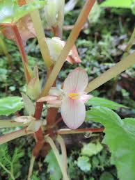 Image result for Begonia oxyloba
