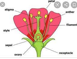 The male reproductive system consists of two major parts: Describe The Male And Female Reproductive Organs Of A Flower Brainly In