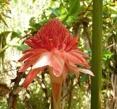 Image result for Laggera elatior