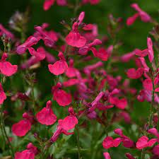 It tolerates heat and requires little supplemental water after the plant is established. Salvia Greggii Mirage Burgundy