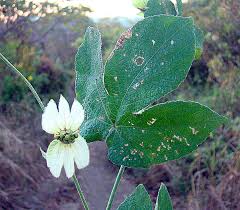 Image result for Dalechampia capensis