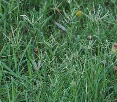 Image result for Cynodon dactylon