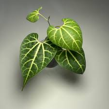 Image result for Aristolochia