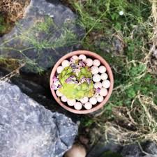 Image result for Monadenium friesii