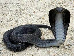 Cobra Negra Reptile Snakes Pet Snake Snake