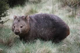 Image result for Common wombat