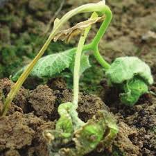 Cucumber seedling damping-off caused by Pythium aphanidermatum. (Cour... |  Download Scientific Diagram