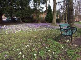 A Beautiful Carpet Of Crocus In Bournville Birmingham Uk 2014 Beautiful Carpet Birmingham Bournville