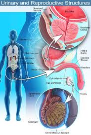 However, other health conditions can also cause the same symptoms 2. Testicular Pain Causes Symptoms Relief Treatment