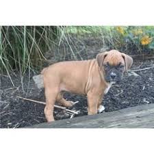 Black And White Boxer Puppies For Sale In California Flashy Boxers And Colors A Cute Female Boxer Puppy For Sale In Windsor Pa 17366 Puppies Boxer Puppies For Sale Westie Puppies For Sale