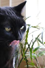 The flowers the florist listed are lavender roses, purple stock, lavender peruvian lillie's, purple it sounds like tragically your cat had a particularly bad reaction to the toxins, so is the exception to the rule. Ask The Expert Will A Poisonous Plant Really Kill Your Pet Gardenista