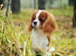 Характер и стандарты собаки кавалер кинг чарльз спаниель. Anglijskij Toj Spaniel King Chaplz Spaniel Zoodom