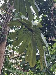 Image result for Musanga