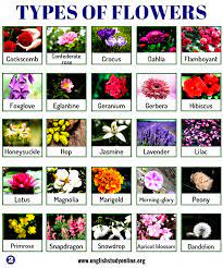 Each flower bears a meaning and has a unique symbol. Types Of Flowers List Of 50 Popular Flowers Names In English English Study Online Flowers Popular Flowers Types Of Flowers Flower Names