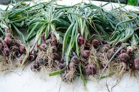 Zwiebel Anbauen Schritt Fur Schritt Anleitung Haus Und Beet Pflanzen Gemusegarten Anlegen Gemuse Anbauen