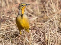 Image result for Tolpis capensis