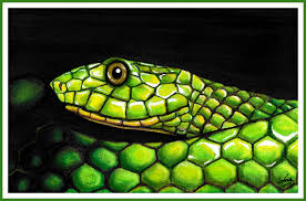 Are you looking for the best images of realistic snake drawing? Smooth Green Snake In Prismacolor Jo Fox Adventures In Art