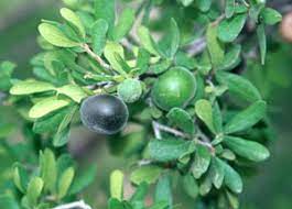 Small black berries are arranged in whorls around and along the branches. Nature Persimmon