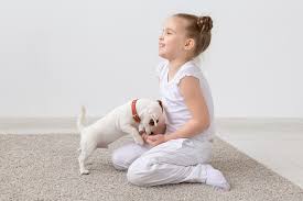 For a younger pup one of the things i've discovered in my puppy classes is that many people assume socialization is. 4 Reasons To Start A Puppy Socialization Class In Your Clinic