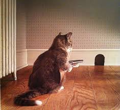 After He Takes Care Of That Rat You Know The Dog Is Next Funny Cat Pictures Funny Animal Pictures Cat Quotes Funny