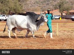 Browse 330 brahman cattle stock photos and images available, or start a new search to explore more stock photos and images. White Brahman Bull Image Photo Free Trial Bigstock