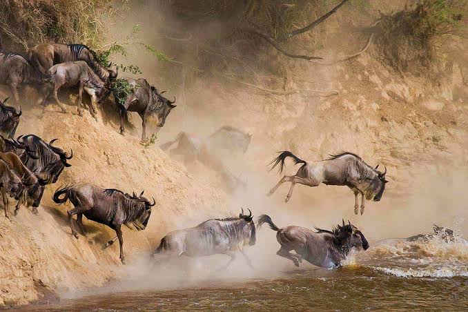 When Is The Best Time To Visit Tanzania For Safari & Beach - AfricanMecca  Safaris