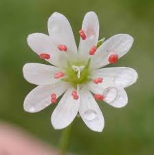 Image result for Stellaria