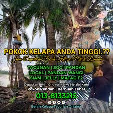 Pokok kelapa varieti tacunan mampu mengeluarkan hasil sehingga 50 ke 90 biji sepokok setahun kehebatan seorang pak cik tidak dapat di sangkal lg. Benih Kelapa Tacunan Original Posts Facebook