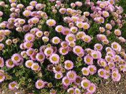 Maybe you would like to learn more about one of these? Know Your Daisies