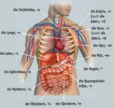 Über jahrmillionen hat er sich an unsere umwelt und unsere lebensbedingungen angepasst. Die Korperteile Anatomie Korper Menschlicher Korper Anatomie Anatomie Lernen